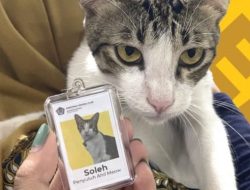 Ditjen Pajak Kenalkan Pegawai Baru Seekor Kucing Bernama Soleh