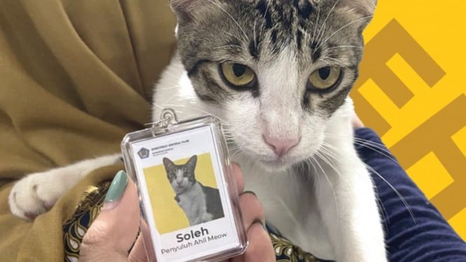 Soleh, kucing yang diangkat jadi pegawai baru Ditjen Pajak