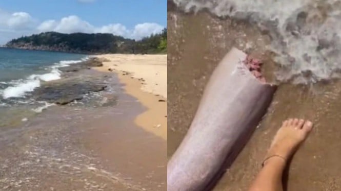 Turis Cantik Kaget Menemukan Penis Raksasa di Pantai
