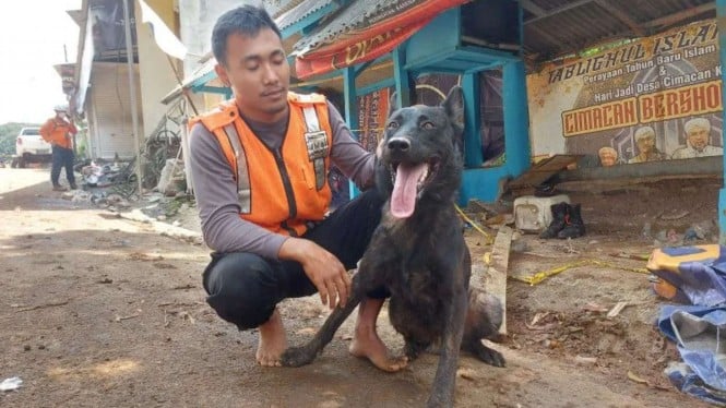 Walet, Anjing Pemburu Jasad Ini Temukan 10 Korban Gempa di Cijedil