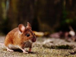 Viral Ada Tikus di PIM 3, Pengunjung Histeris Berlarian