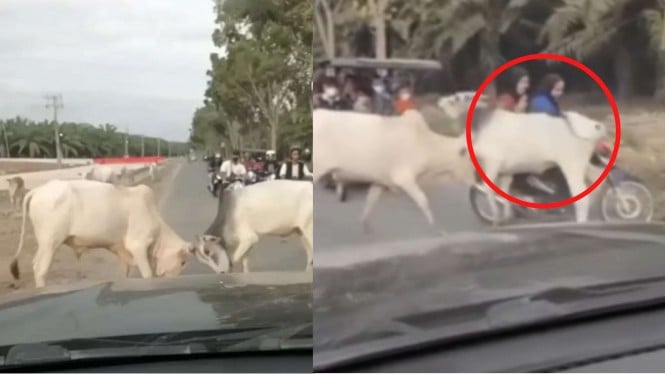 Viral dua wanita pengendara motor tersungkur setelah diseruduk sapi