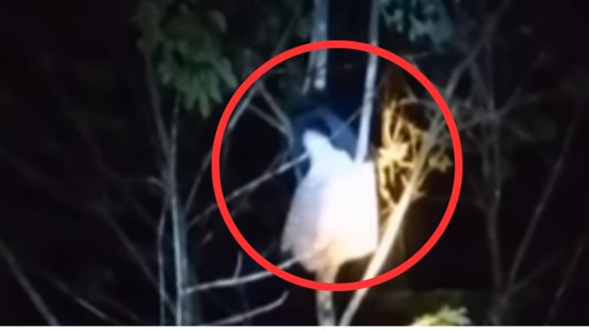 Santriwati di Kalsel memanjat pohon dan berteriak histeris malam hari