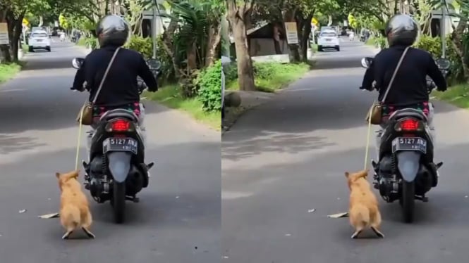 Pengendara motor seret anjing di Jalan Ciung Wanara, Renon, Denpasar, Bali
