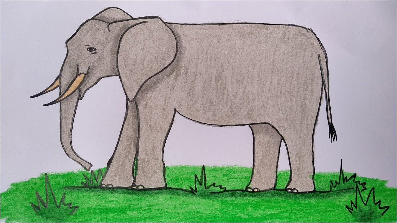 29 Menggambar fauna, gajah besar di atas rumput hijau, mudah digambar