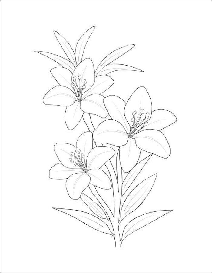 Gambar 05. Gambar mewarnai bunga Lili yang cantik