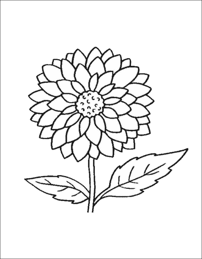 Gambar 09. Gambar mewarnai setangkai bunga dahlia