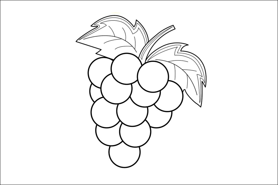 Gambar 09. Sketsa Buah Anggur dengan Tangkai Daunnya