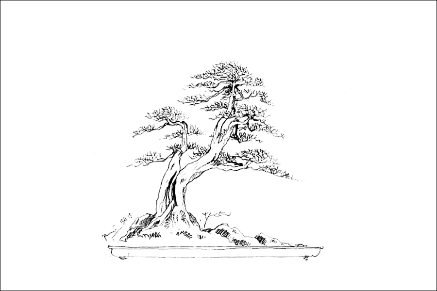 Gambar 13. Pohon Bonsai dua cabang
