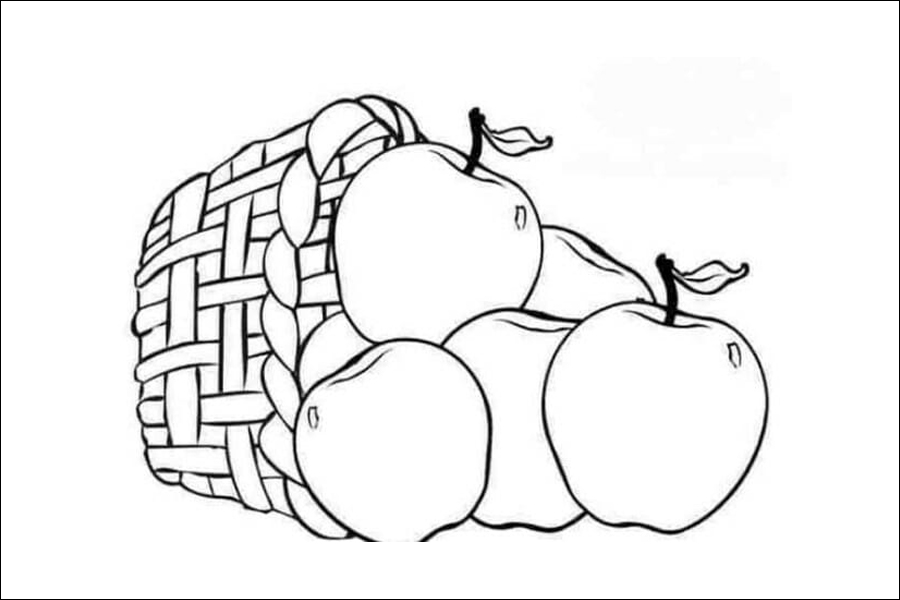 Gambar 13. Sketsa Satu Keranjang Buah Apel