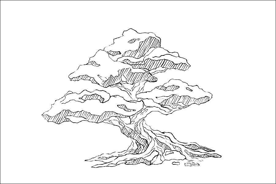 Gambar 16. Pohon Bonsai Berdaun Lebat