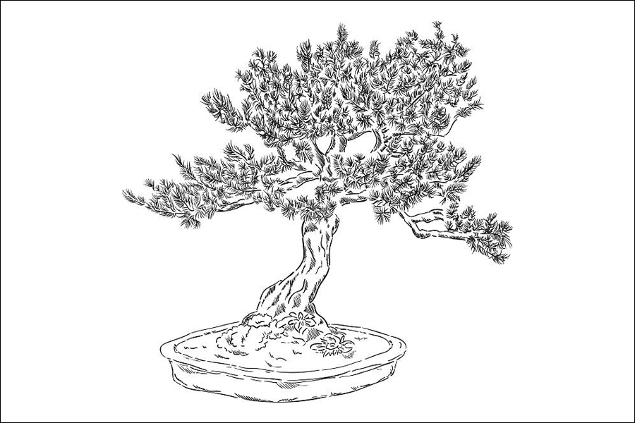 Gambar 20. Pohon Bonsai Tumbuh Lebat