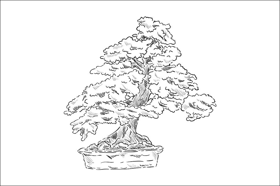 Gambar 21. Pohon Bonsai Subur