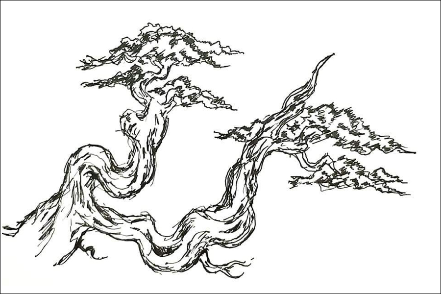 Gambar 23. Sketsa Pohon Bonsai Besar