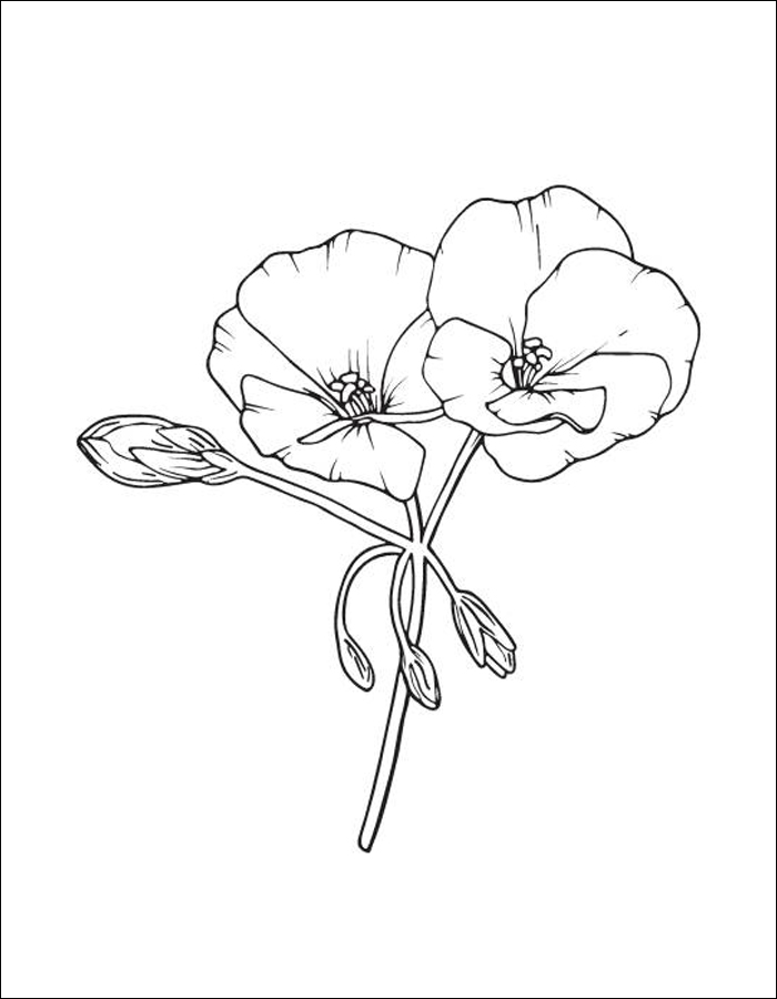 Gambar 26. Gambar mewarnai bunga Tapak Dara Geranium, mudah dan simple