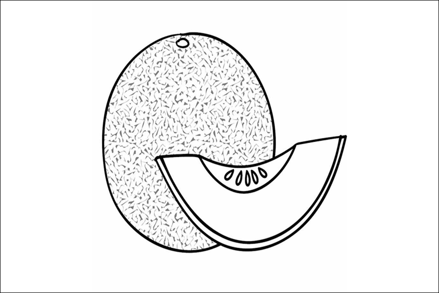 Gambar 28. Sketsa Buah Melon Segar